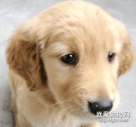 怎么識破狗販子的騙術？