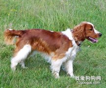 威爾斯跳獵犬介紹
