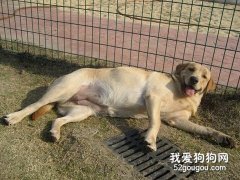 母犬懷孕的判斷方法