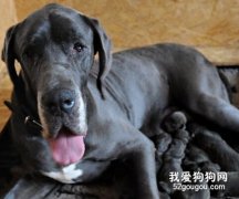 狗狗分娩前的準備