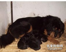 怎么照顧產后的母藏獒？