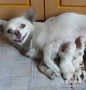 給狗狗配種要注意什么？