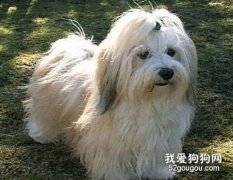 哈威那犬介紹