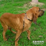 血緹犬的介紹