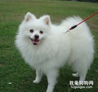 怎么讓博美犬不感到孤獨？