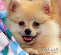 保護狗狗口腔健康的五個步驟