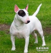 牛頭梗的歷史