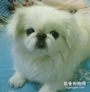 給狗狗美容的必備技巧