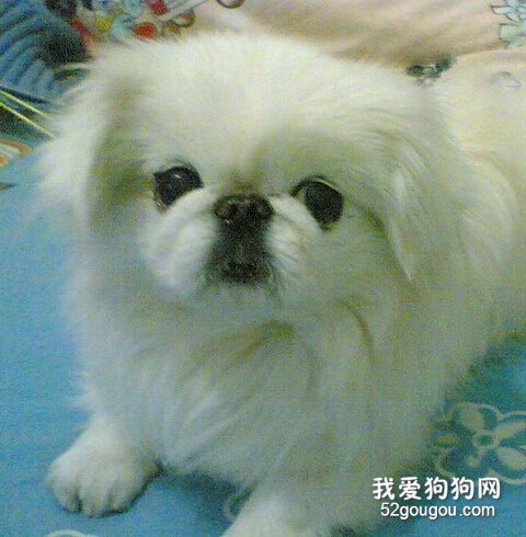 北京犬美容