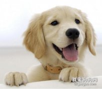 給狗狗保暖的方法