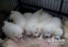 剛出生的薩摩耶幼犬怎么照顧？