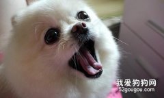 改掉狗狗幾個壞習慣的方法
