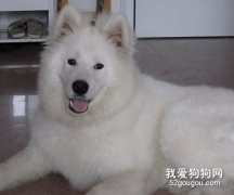 六個大月的犬該如何喂養？