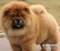 狗狗營養過剩的危害有哪些？