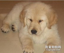 第一次養小狗應該注意什么？
