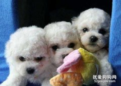 挑選健康的比熊犬有哪些注意事項