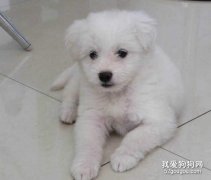 比熊犬怎么訓練好? 比熊容易訓練嗎?