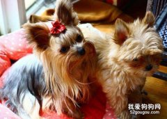 挑選約克夏要注意的問題?