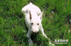 牛頭梗幼犬怎么喂養?