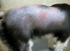 邊境牧羊犬皮膚病的癥狀和預防?