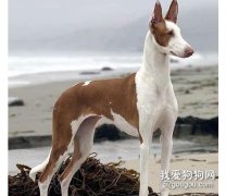 依比沙獵犬介紹