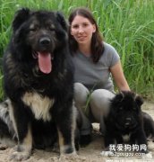 高加索犬的介紹