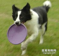 怎么訓練自己的狗狗？