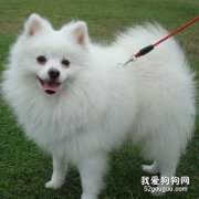 喂養博美犬注意的問題