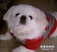 狗狗吃糖有哪些壞處？