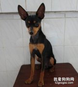 迷你杜賓和吉娃娃的區別