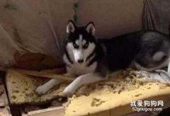 如何訓練哈士奇不破壞家具?
