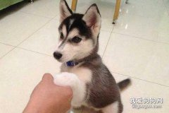 怎么訓練哈士奇學習站立?