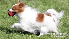 蝴蝶犬訓練技巧有哪些?