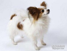 什么時候訓練蝴蝶犬最好?