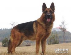 德國牧羊犬的特征有哪些