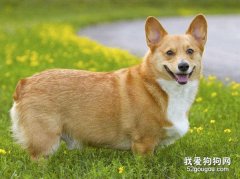 柯基狗狗為什么沒有尾巴?
