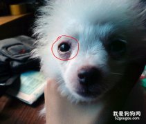 狗狗一直撓眼睛正常嗎？