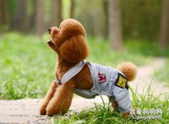 泰迪犬愛叫的原因有哪些
