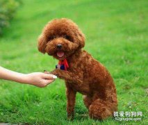 泰迪犬的智商怎么樣