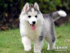 做不到這六點 還是不要養哈士奇了