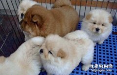 給松獅犬喂食要注意什么