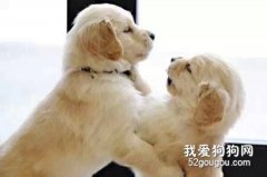 金毛幼犬的飼養技巧