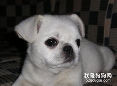 狗狗厭食消瘦如何辦?