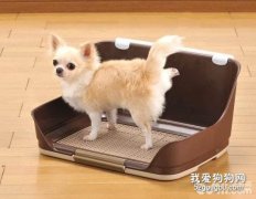 如何消除狗狗尿味，狗狗尿味重怎么辦?