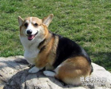 柯基運動太多會有關節炎嗎，狗狗患上關節炎的原因?