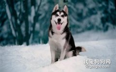 狗腿關節腫起來是怎么回事,狗腿腫了是關節炎嗎?