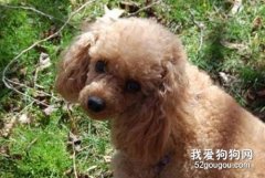 貴賓拉肚子拉血怎么辦?