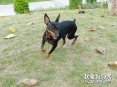 小鹿犬腿抽筋，小鹿犬老是抽筋為什么?
