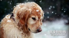 金毛幼犬換狗糧后拉稀怎么辦?