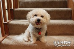 狗狗換糧拉稀嘔吐怎么辦?